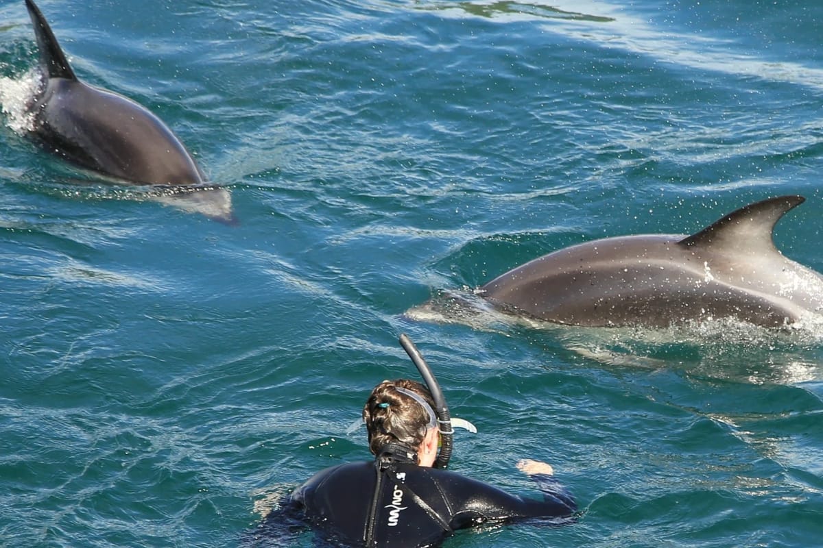 E-Ko Dolphin Swimming & Wildlife Tour