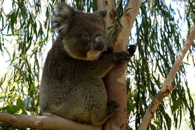 The Koala Boardwalk, Destination Perth, Western Australia, Australia ...