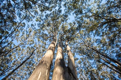 Forest Wa Boranup Karri Forest, Australia's South West, Western Australia ...