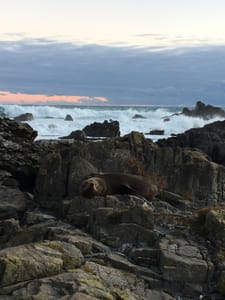 Red Rocks Seals Red Rocks Seal Colony, Wellington, Wellington, New Zealand | CamperMate ...