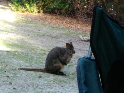 Springlawn Campground photo 3