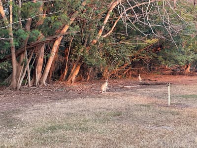 Things to do and places to stay in Australia photo 3