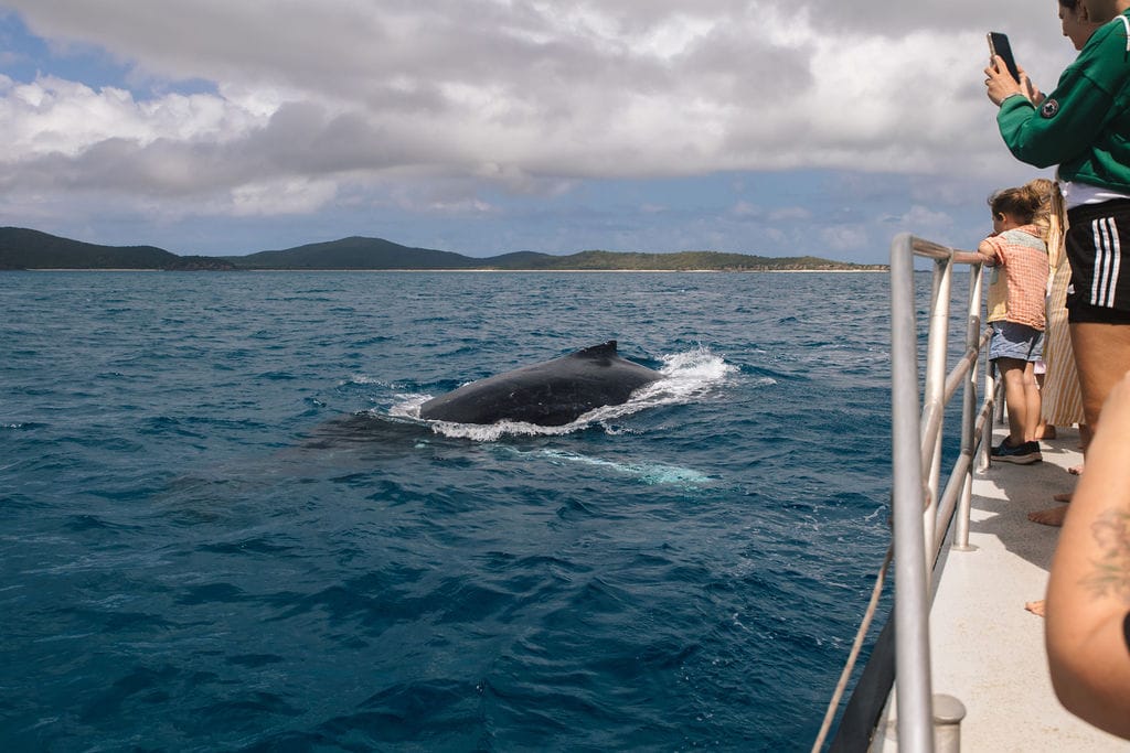 Keppel Island Whale Watching Cruise