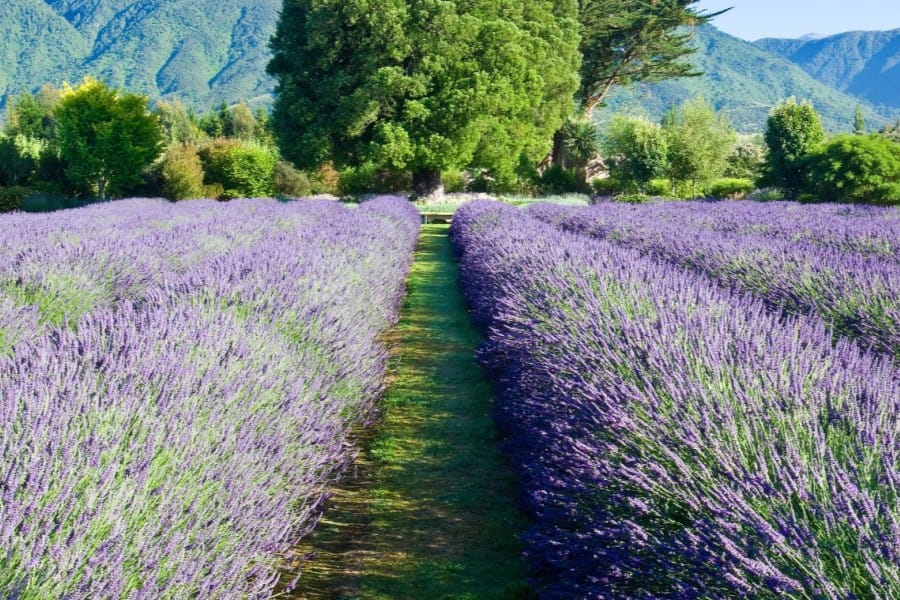 Kaikōura Lavender Farm