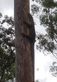 Childers Nature Camp