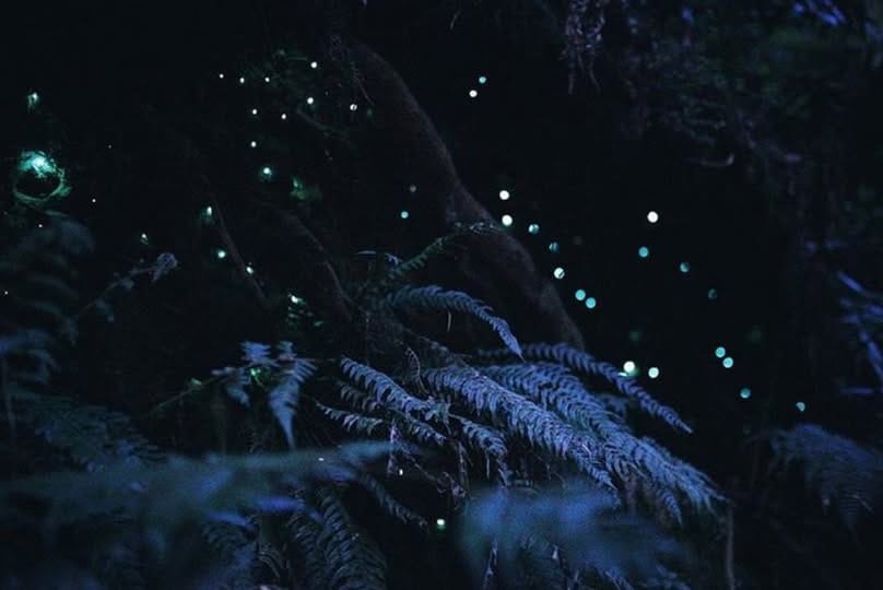 Melba Gully Glowworms