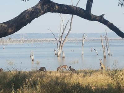 Lake Nuga Nuga photo 2
